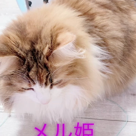 【相性】ペットの性格、相性分析すると面白い！の画像