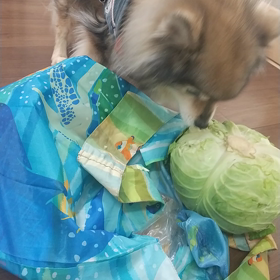 ベジタリー犬の画像