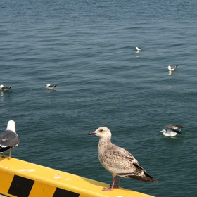 ミャーミャーの画像