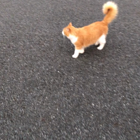 失敗さんいらっしゃーい！の画像