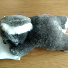 555の画像