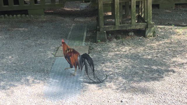 九州の旅の続きの記事動画