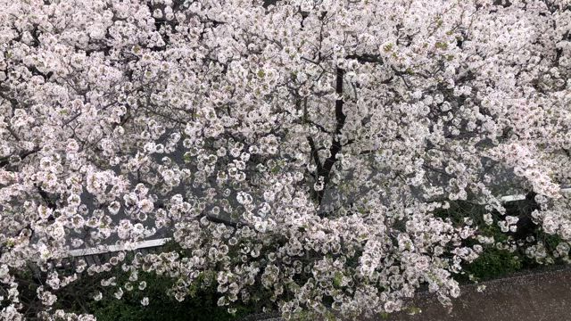 サロン沿いの桜が見ごろの記事動画