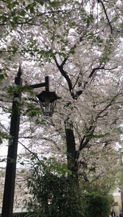 サロン沿いの桜が見ごろの記事動画