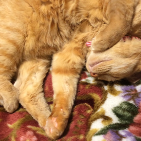 猫の夢の画像