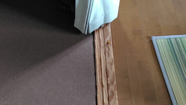 猫のがんも君から学ぶの記事動画