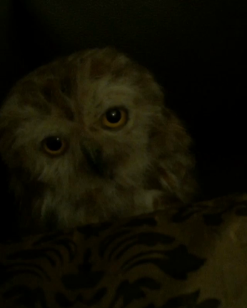 羊毛フェルト 動くフクロウの記事動画