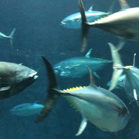 水族館の画像