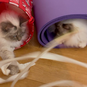 猫がリボンで遊んでいるだけの動画の画像