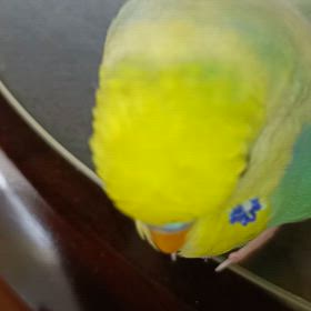 可愛い可愛いの画像