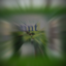 育成中の画像