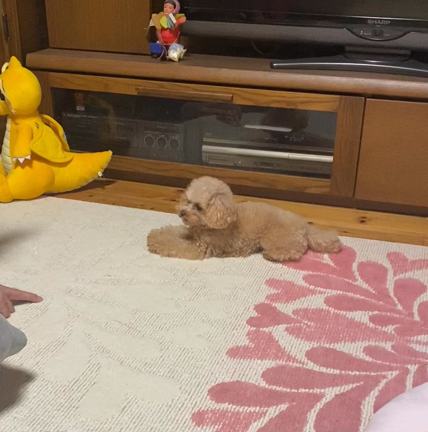よくやった。の記事動画