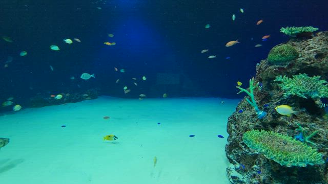 シン・マリホ水族館のティザーサイトの記事動画
