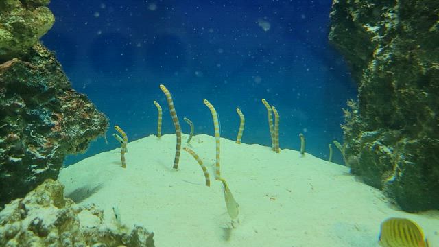 シン・マリホ水族館のティザーサイトの記事動画