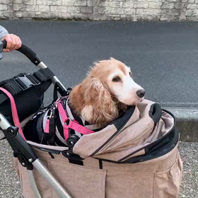 バギーの画像