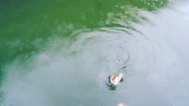 バス釣り1年間で撮影したブラックバスの迫力のエラ洗いシーンを動画でまとめてみた！の記事動画