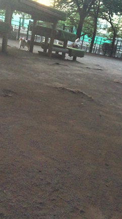 愛の記事動画