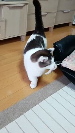 深谷ねぎ、ありがとうございました！の記事動画