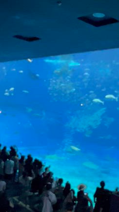 美ら海水族館に行けましたの記事動画