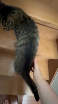 サボテンちゃんと猫ちゃんの記事動画