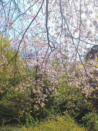 山の畑でお花見しました。の記事動画