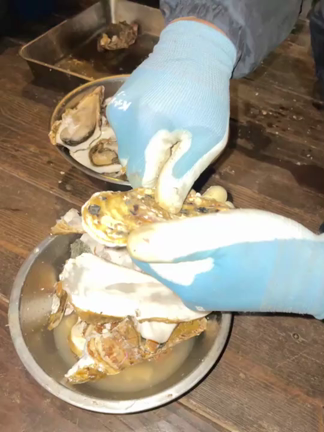 殻付き牡蠣の記事動画