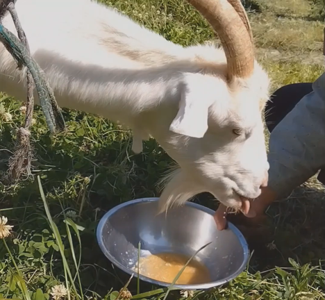ヤギは味噌汁が好き!の記事動画