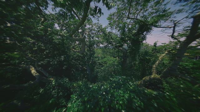 【沖縄】実家が沖縄になって初帰省！ジャングリア体験リポートの記事動画