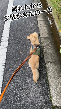 ふーさんぽの記事動画