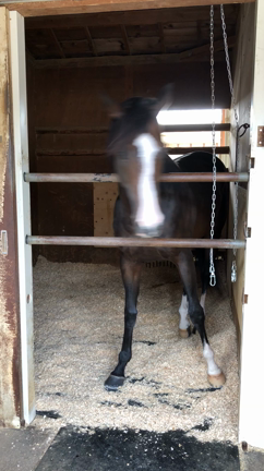 福永洋一記念レポの巻。〜高知競馬イベントありがとうございました〜の記事動画