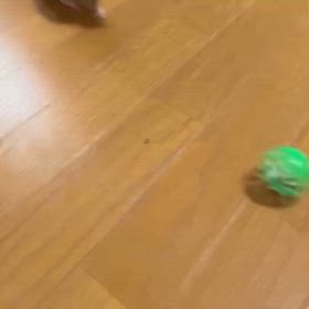 ボール遊びの画像