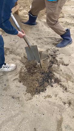 海ガメプロジェクトの記事動画