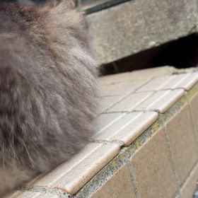 ねこねこ日和の画像