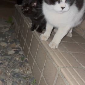 子猫の画像