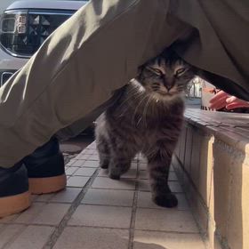 キジモフちゃんとブラッシングの画像