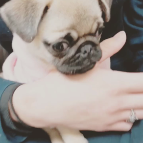 ぶーちゃん❗️の画像