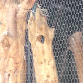 旭山動物園の画像
