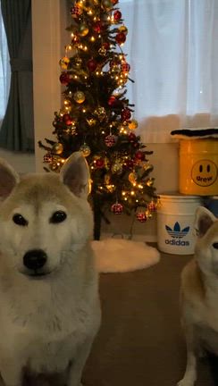 クリスマスの記事動画