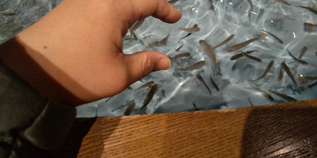 【ブログ】一年一度の神の島チャンスッ！ その①の記事動画