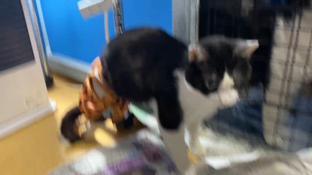 保護団体へのサポート支援〜NPO法人 猫色protectionむろらん〜の記事動画