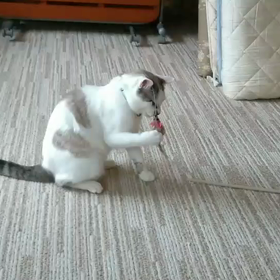 ＊捜索終了❗️◆迷子猫探し「ちび」ちゃんを探しています＜札幌市豊平区西岡＞のサムネイル画像