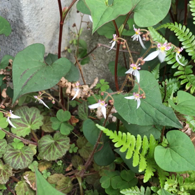 箱庭 野草園(仮称)の画像