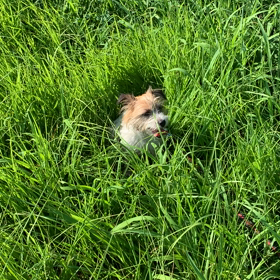 朝散歩の画像