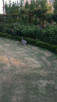 今日のガーデン 5月11日、夕方編の記事動画