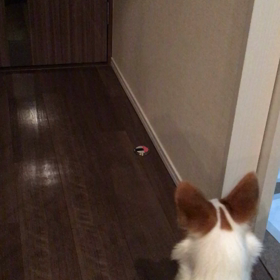 廊下に何かいるの…？の画像