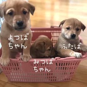 ”どうかお願いします！”里親募集中（日曜日までの  募集です)の画像