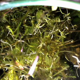 ミナミヌマエビの子たちの画像