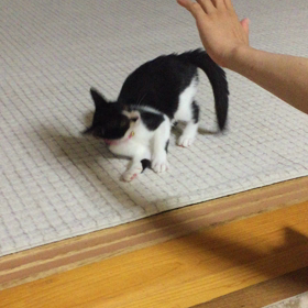 パパの念力の画像