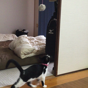 じゃんぴんぐ！の画像
