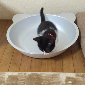 冷んやり猫鍋の画像